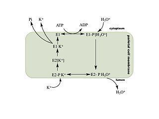 Hydrogen potassium ATPase FileMechanism of hydrogen potassium ATPasejpg Wikimedia Commons