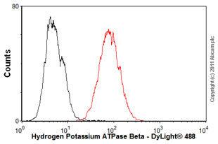 Hydrogen potassium ATPase AntiHydrogen Potassium ATPase Beta antibody 2G11 ab2866