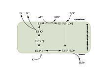 Hydrogen potassium ATPase httpsuploadwikimediaorgwikipediacommonsthu