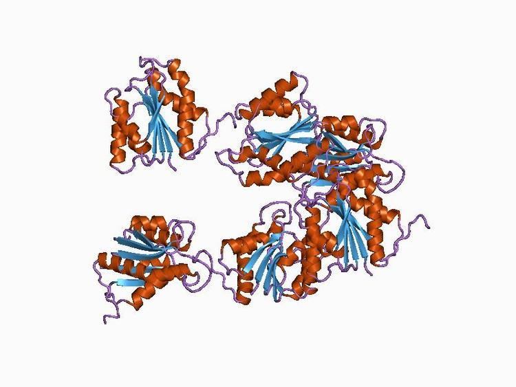 Hydrogenase maturation protease family
