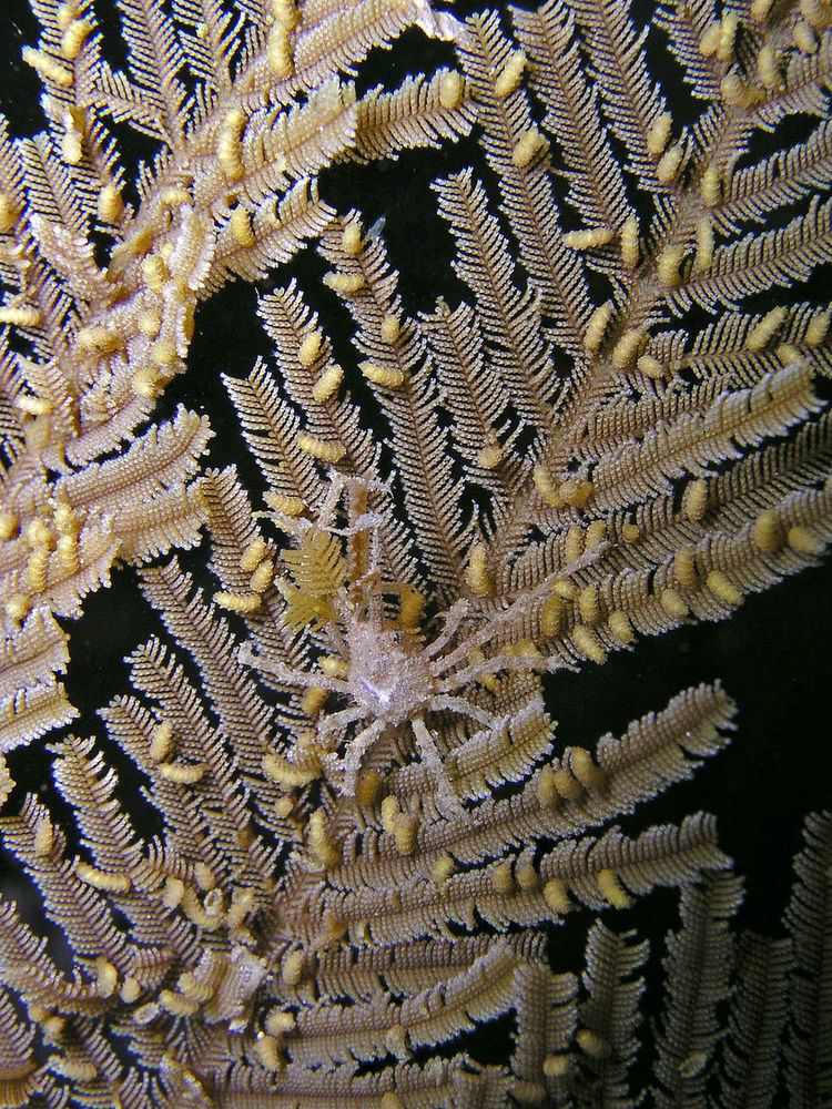 Hydroid (zoology)