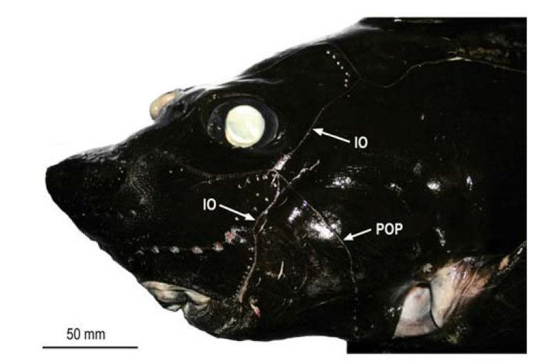 Hydrolagus melanophasma sharkreferencescomimagesspeciesHydrolagusmel