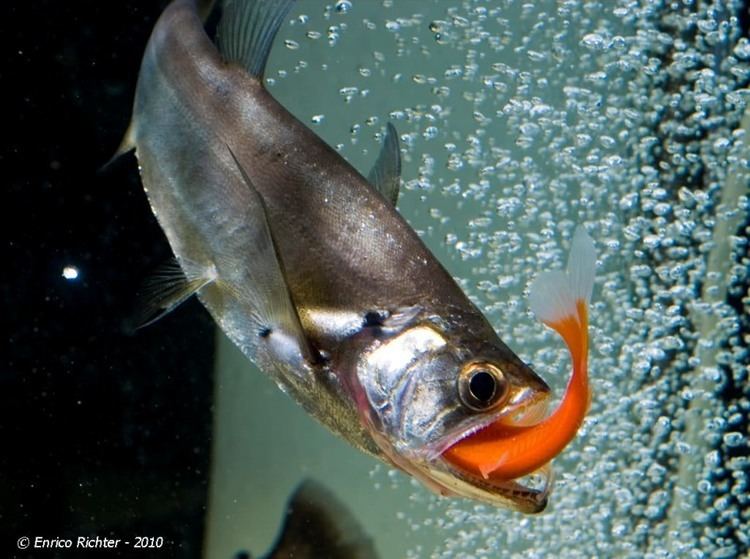 Hydrolycus Fish Eating Fish