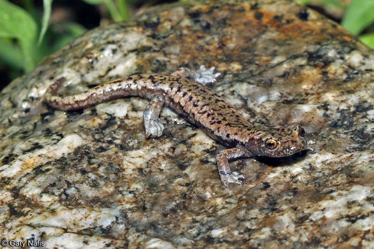 Hydromantes Mount Lyell Salamander Hydromantes platycephalus