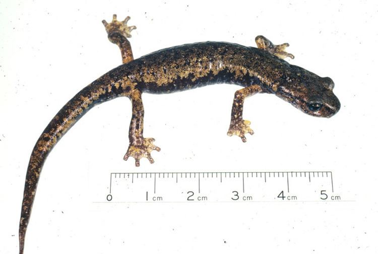 Hydromantes CalPhotos Hydromantes italicus Italian Cave Salamander