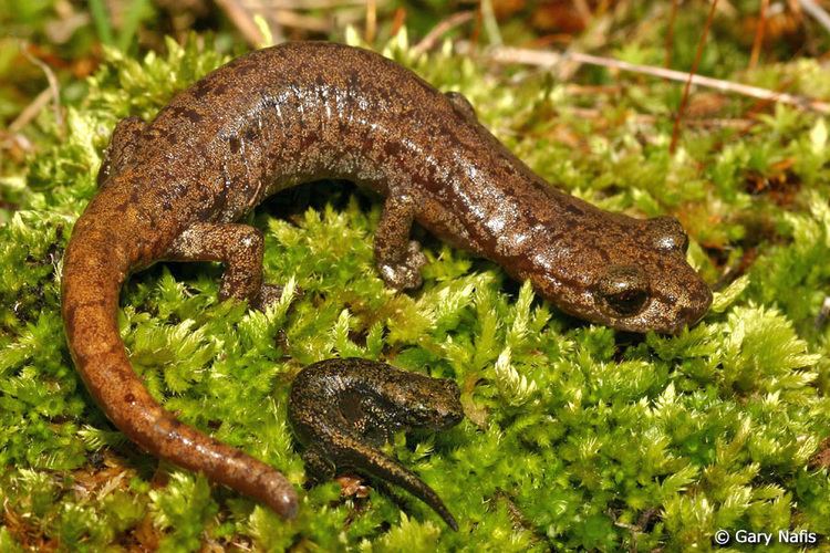 Hydromantes Shasta Salamander Hydromantes shastae