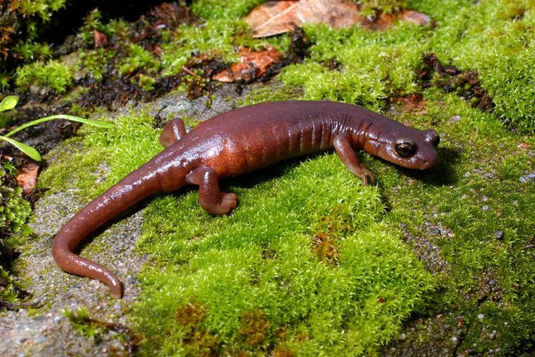 Hydromantes Hydromantes brunus Limestone Salamander