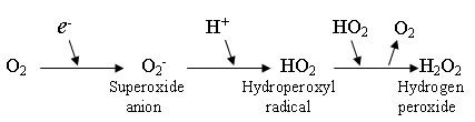 Hydroperoxyl NEBRASKA REDOX BIOLOGY CENTER EDUCATIONAL PORTAL