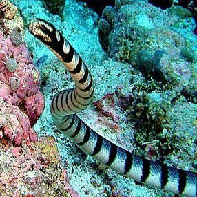 Hydrophiinae fall11marinecology The Sea Snake