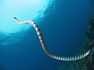 Hydrophiinae Sea Snakes Hydrophiinae Marine Life Guide