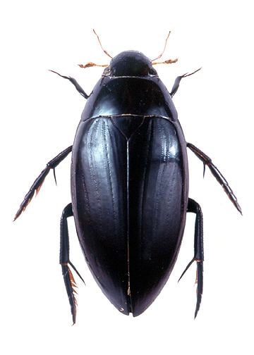 Hydrophilidae godofinsectscom Water Scavenger Beetles Hydrophilidae