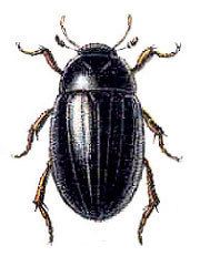 Hydrophilus (beetle) tolweborgtreeToLimageshydrophiluscaraboidesjpg