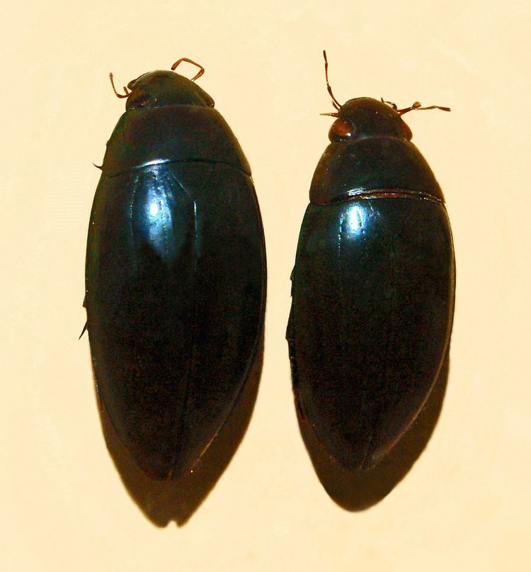Hydrophilus picicornis