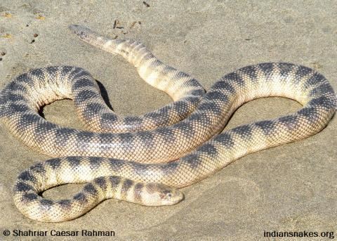 Hydrophis Annulated Sea Snake Indiansnakesorg