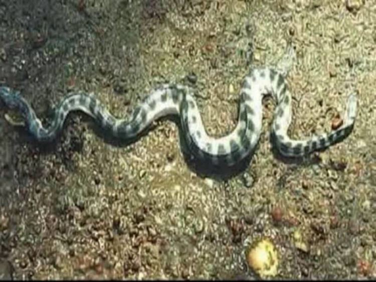Hydrophis belcheri Hydrophis Belcheri sea snake on Vimeo
