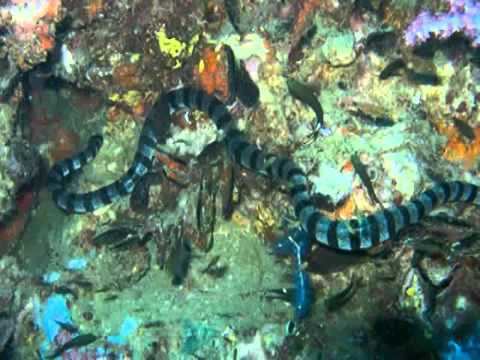 Hydrophis belcheri Hydrophis belcheri sea snakes YouTube