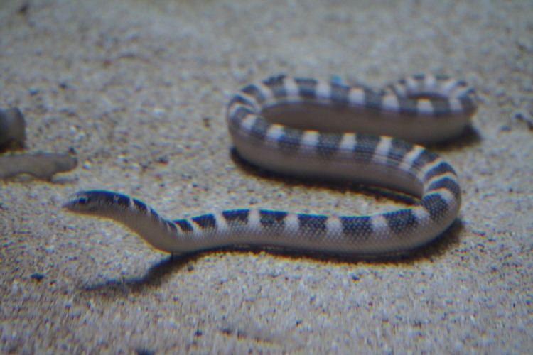 Hydrophis Hydrophis ornatus Wikiwand