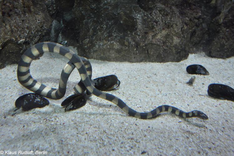 Hydrophis cyanocinctus Hydrophis cyanocinctus Asian annulated sea snake Leioselasma