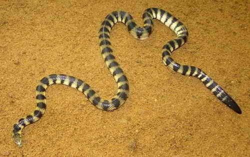 Hydrophis cyanocinctus Annulated Sea Snake Facts and Pictures Reptile Fact