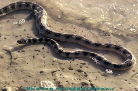 Hydrophis cyanocinctus Hydrophis cyanocinctus Annulated Sea Snake Iran snakes of Iran