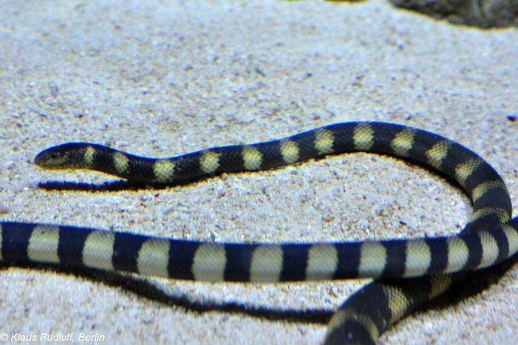 Hydrophis cyanocinctus Image Hydrophis cyanocinctus Annulated Sea Snake BioLibcz