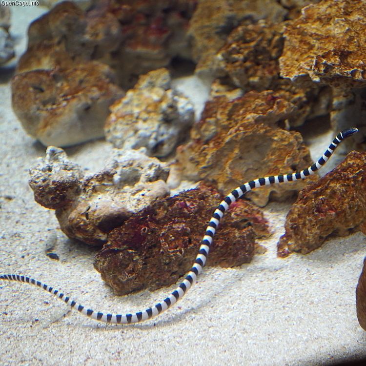 Hydrophis melanocephalus Blackheaded sea snake Hydrophis melanocephalus Gray 1849 Regnum