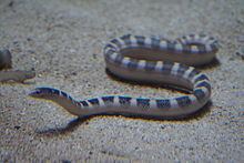 Hydrophis ornatus httpsuploadwikimediaorgwikipediacommonsthu