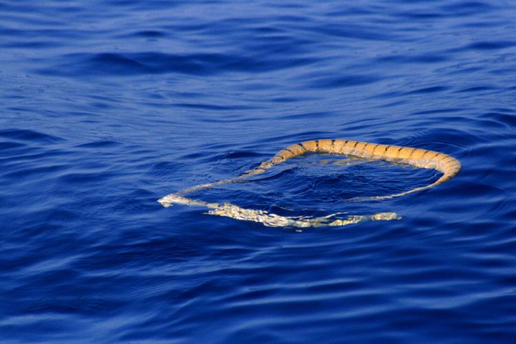 Hydrophis spiralis Peppergrass Narrowbanded Sea Snake
