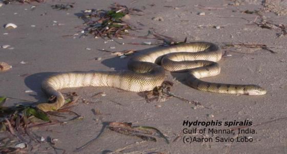 Hydrophis spiralis Yellow Sea Snake Little Scorpion