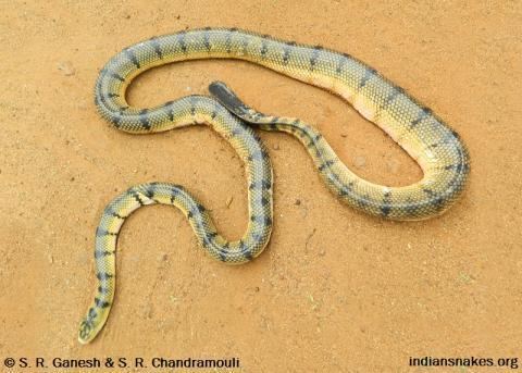 Hydrophis spiralis Yellow Sea Snake Indiansnakesorg