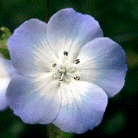 Hydrophylloideae theseedsitecoukhydrophyllaceae1gif