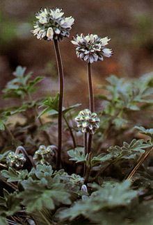 Hydrophyllum occidentale httpsuploadwikimediaorgwikipediacommonsthu