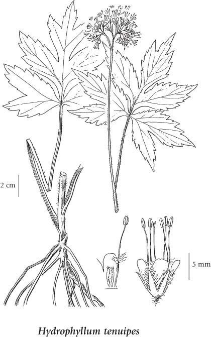 Hydrophyllum tenuipes EFlora BC Electronic Atlas of the Flora of BC