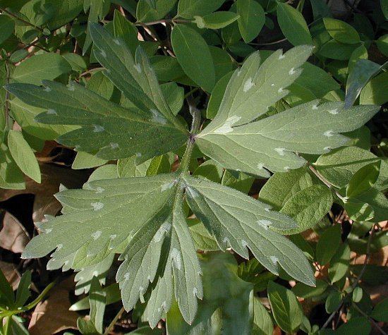 Hydrophyllum virginianum Virginia Waterleaf Hydrophyllum virginianum