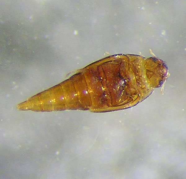 Hydroscaphidae Hydroscaphidae California Department of Fish and Wildlife