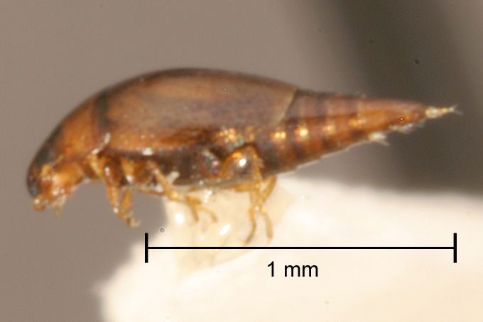 Hydroscaphidae SBMNH Entomology The California Beetle Project Species Pages