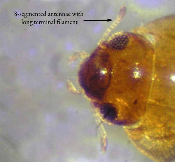 Hydroscaphidae Hydroscaphidae California Department of Fish and Wildlife