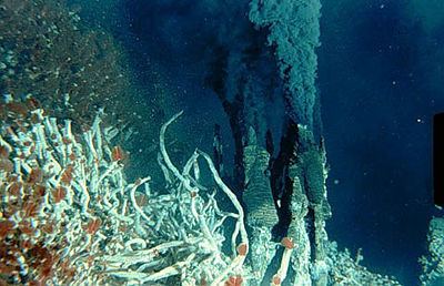 Hydrothermal vent Chemotrophy Along Seafloor Hydrothermal Vents MicrobeWiki