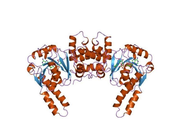 Hydroxyacyl-Coenzyme A dehydrogenase