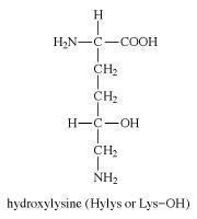Hydroxylysine hydroxylysine chemical compound Britannicacom