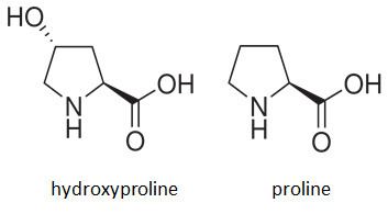 Hydroxyproline Why is hydroxyproline important component of collagen Quora