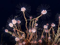 Hydrozoa Hydrozoa Wikipedia