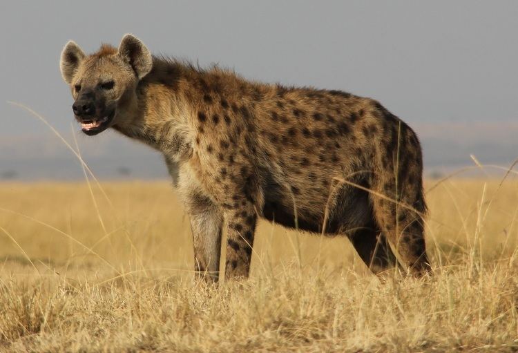 Hyena What Hyena Giggles Really Say Phenomena Laelaps