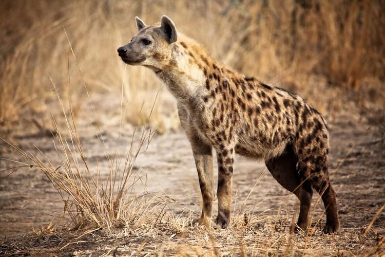 Hyena Hyenas Qfiles Encyclopedia