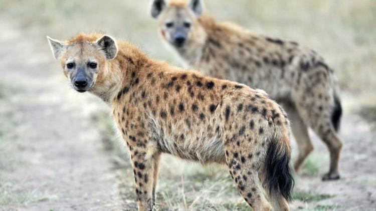 Hyena Spotted Hyena