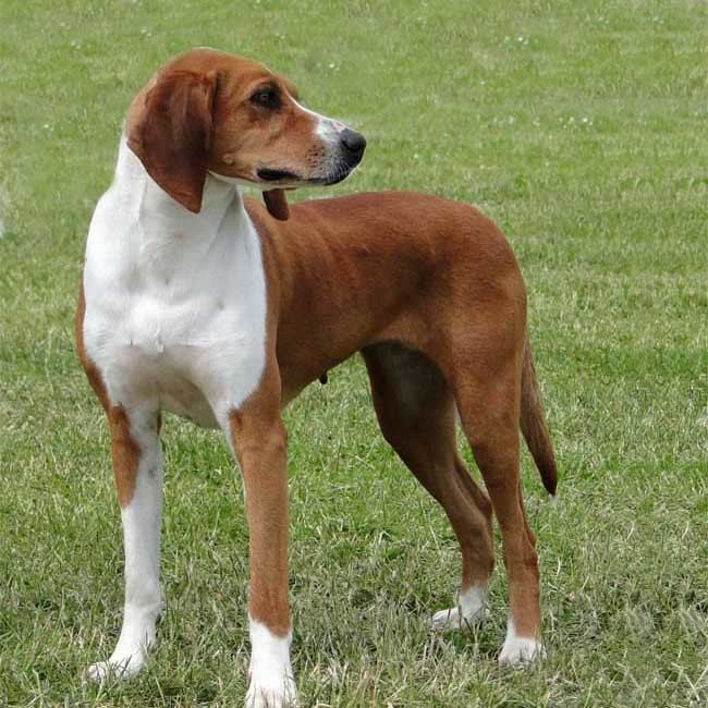 Hygen Hound Hygenhund Breed Guide Learn about the Hygenhund