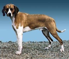 what is the breed of hygen hound