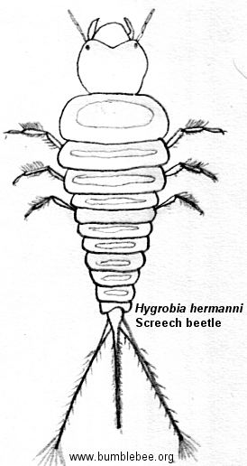 Hygrobia wwwbumblebeeorginvertebratesimagesHygrobiaHer