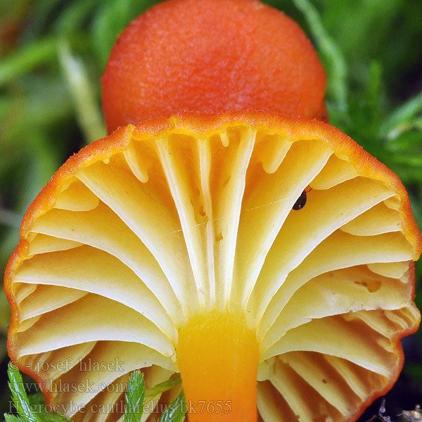 Hygrocybe cantharellus Chanterelle Waxy Cap Hygrocybe cantharellus