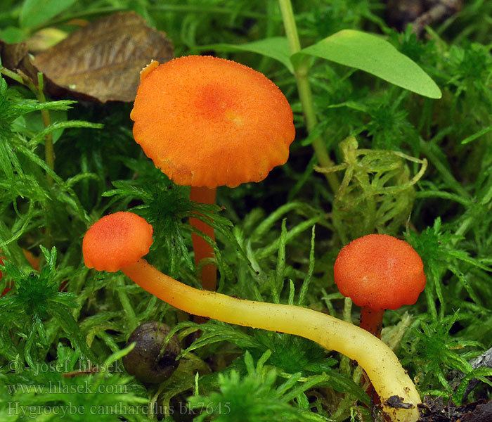 Hygrocybe cantharellus Chanterelle Waxy Cap Hygrocybe cantharellus